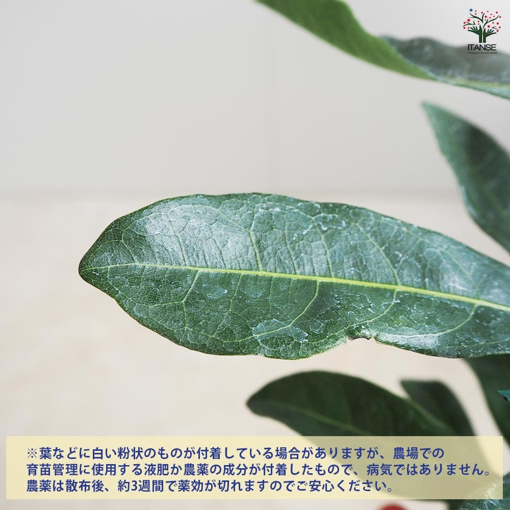 山もも 東魁 【果樹の苗木 4.5号／1個売り】｜ 【植物のITANSE