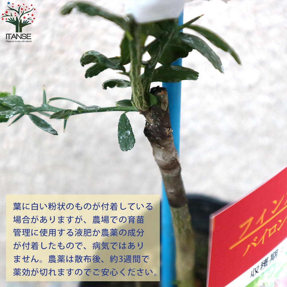 フィンガーライムの苗 バイロンサンライズ【果樹の苗 9cmポット 1年生 接木苗／1個売り】