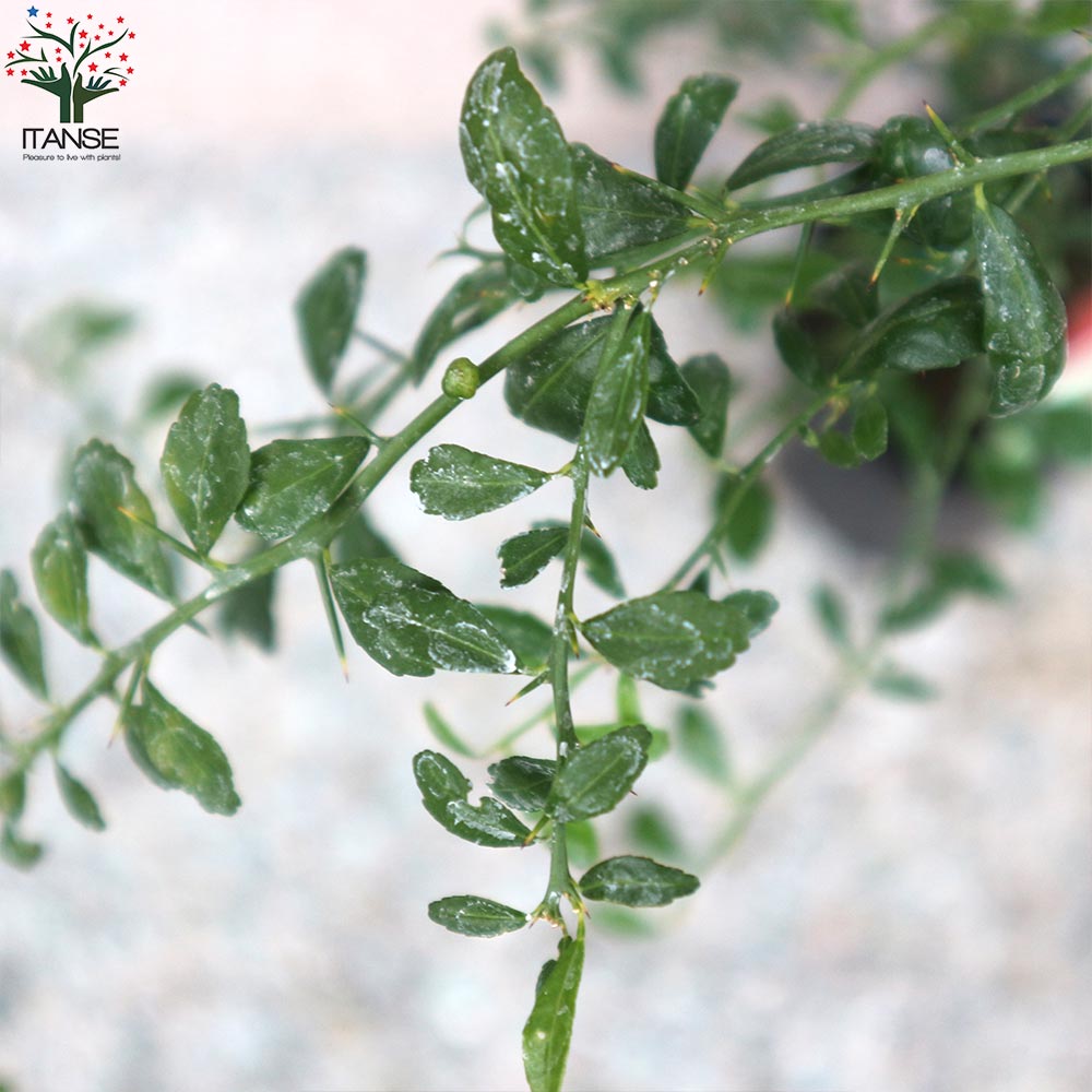 フィンガーライムの苗 バイロンサンライズ【果樹の苗 9cmポット 1年生 接木苗／1個売り】