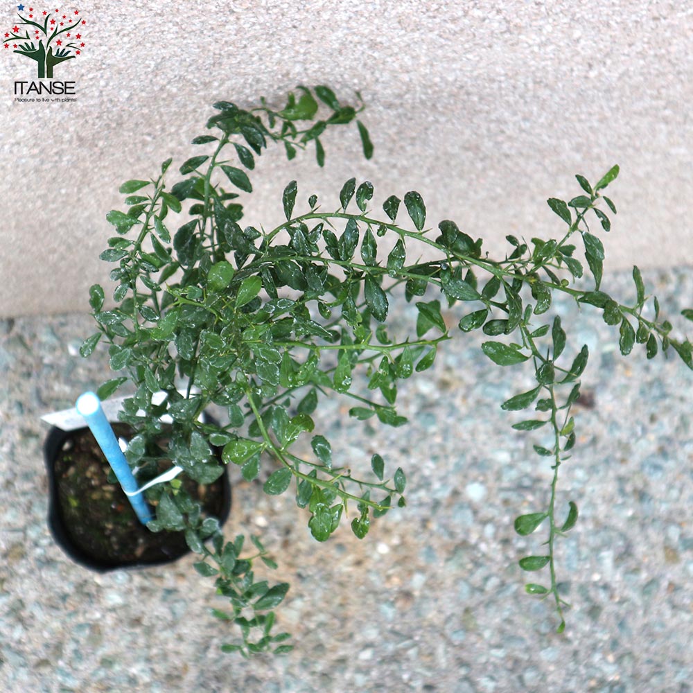 フィンガーライムの苗 バイロンサンライズ【果樹の苗 9cmポット 1年生 接木苗／1個売り】