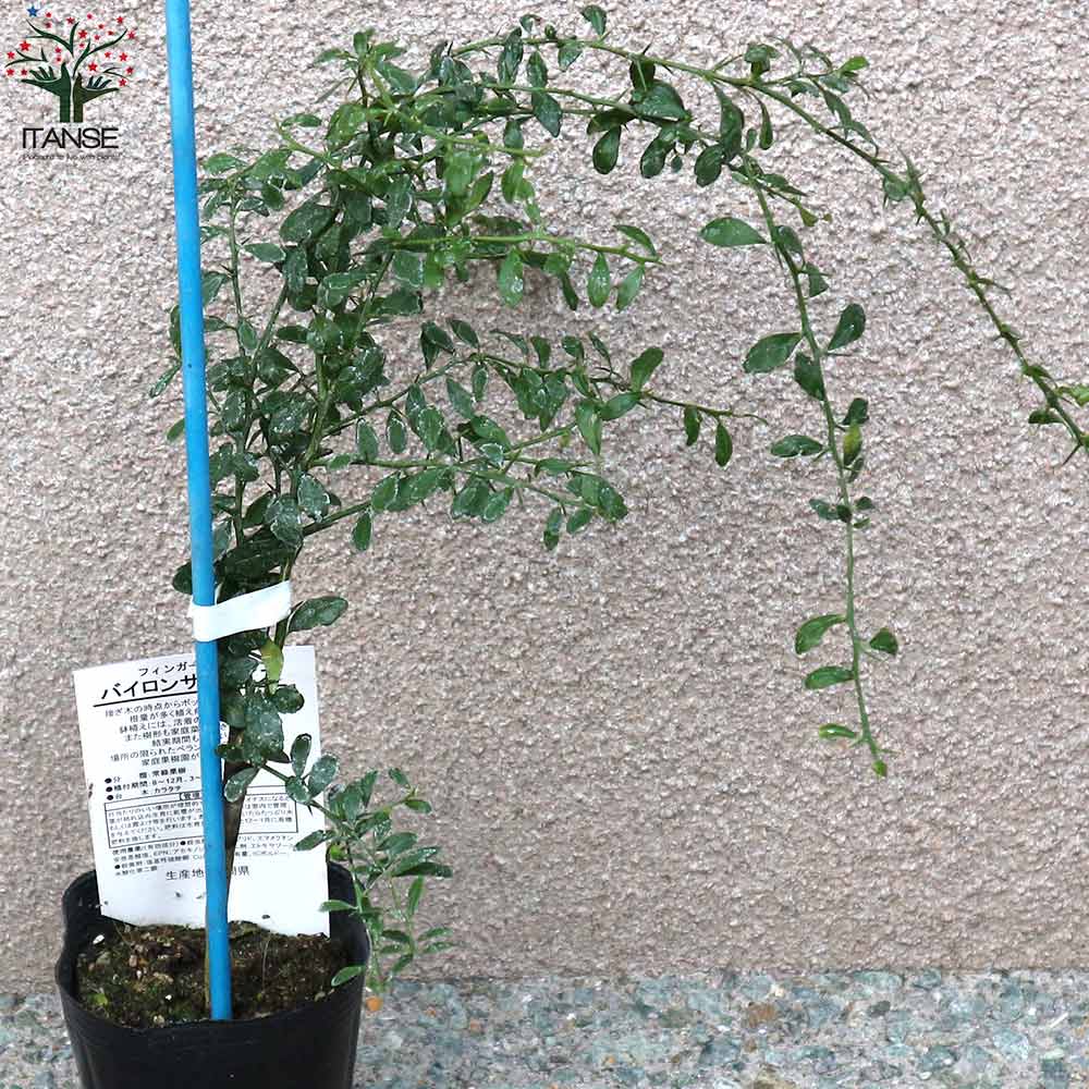 フィンガーライムの苗 バイロンサンライズ【果樹の苗 9cmポット 1年生 接木苗／1個売り】