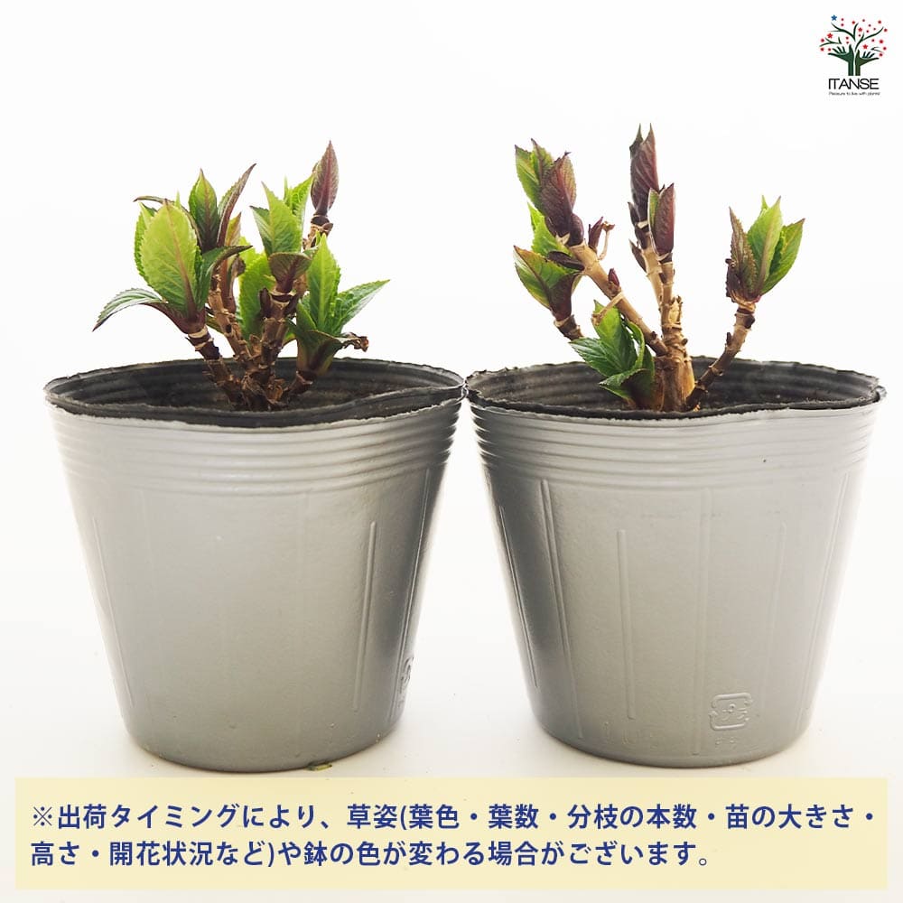 アジサイ ブルーサンセット 【花木苗 3.5号】｜ 【植物のITANSE