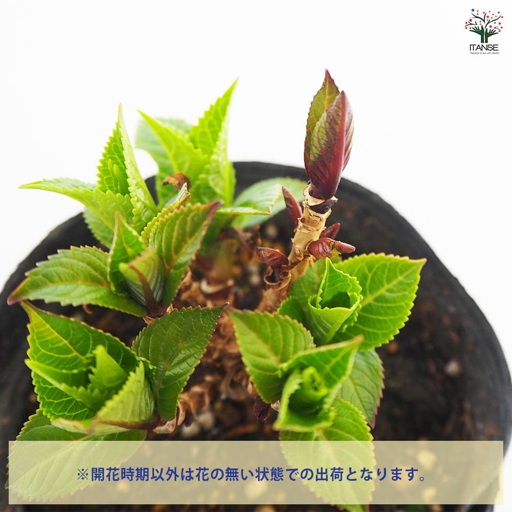 アジサイ ブルーサンセット 【花木苗 3.5号】｜ 【植物のITANSE