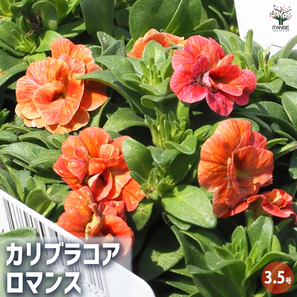 カリブラコア ロマンス 【花苗 3.5号】｜ 【植物のITANSE】全品