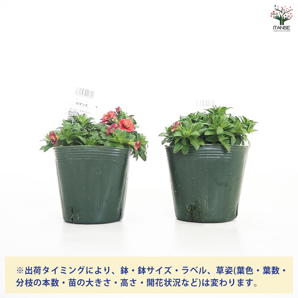 カリブラコア ロマンス 【花苗 3.5号】｜ 【植物のITANSE】全品