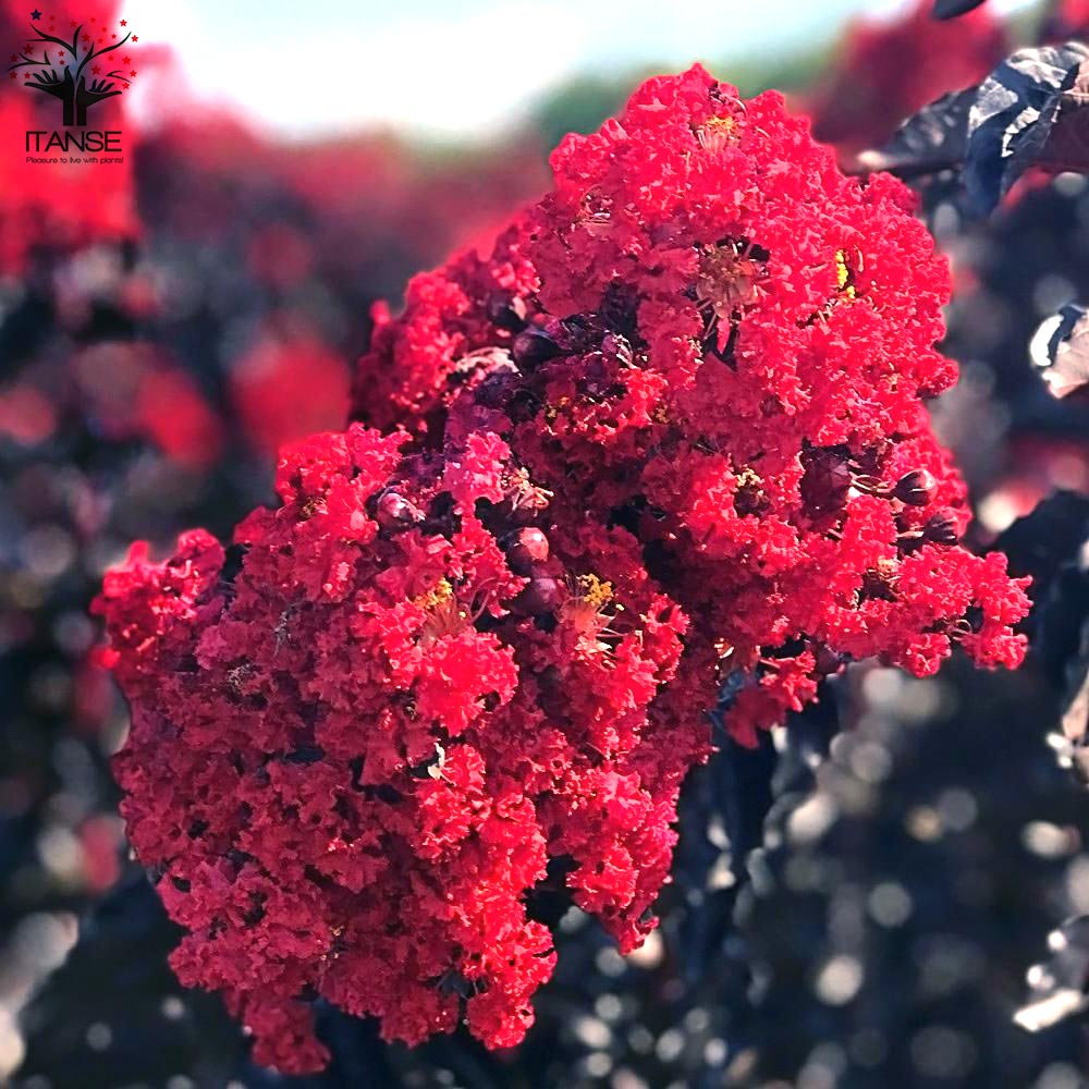 市場 花木 百日紅 庭木の苗 サルスベリ ブラックリーフダイヤモンド