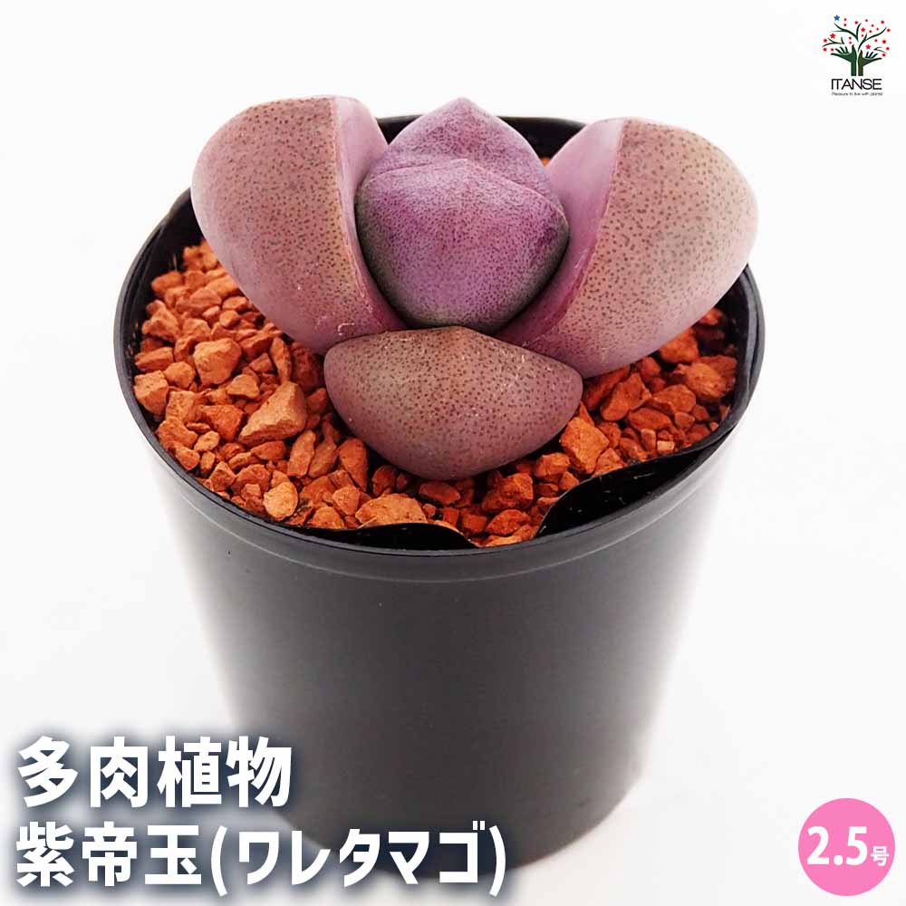 多肉植物 たまちゃ•*¨*•.¸¸♬ 58.たまちゃ様専用 多肉植物