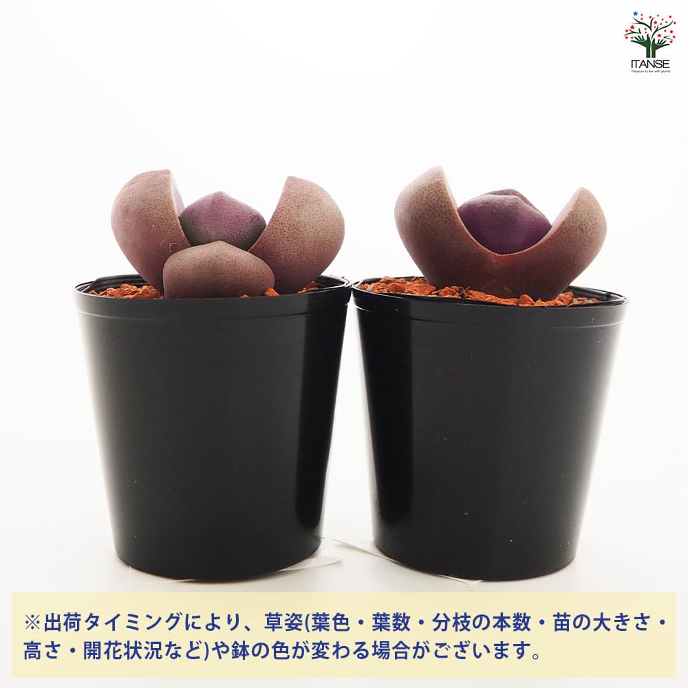 多肉植物 紫と緑のグラデーション 複数株*6 なんて神秘的！紫色の
