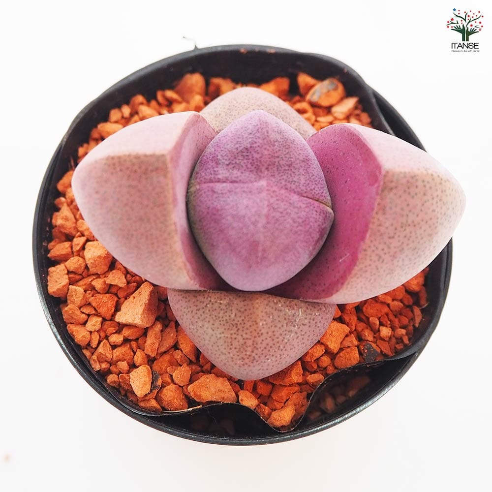 多肉植物 紫と緑のグラデーション 5株*5 多肉植物 紫と緑のグラデーション 5株*5 多肉植物 紫と緑の