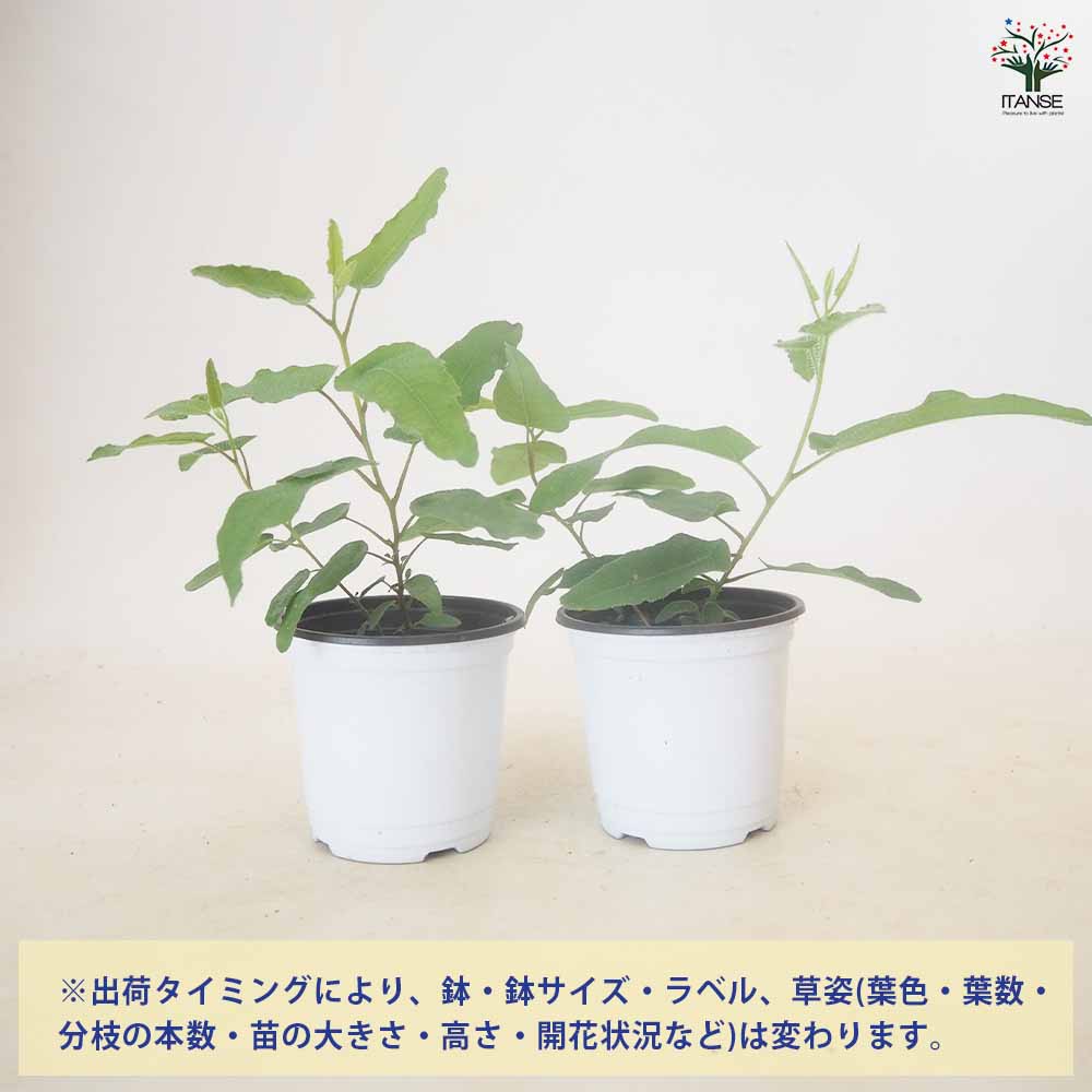 レモンユーカリ 【ハーブ苗 3.5号/1個~】