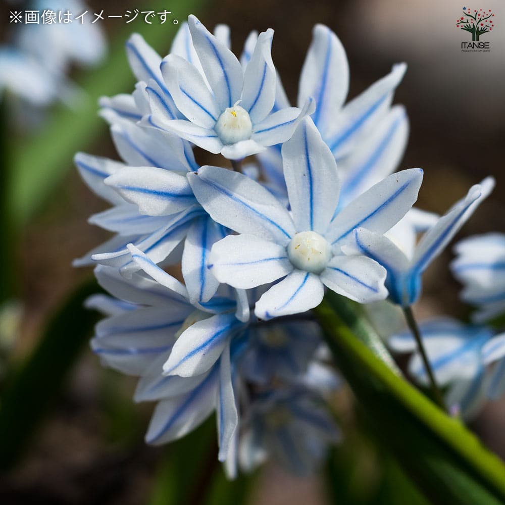 プスキニア リバノチカ 【花球根／お買い得8球セット】｜ 【植物の