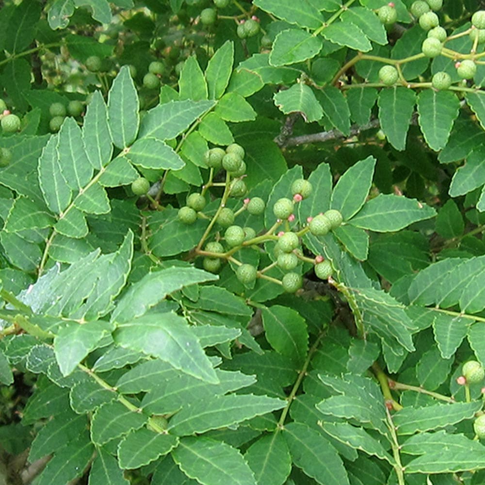 山椒の苗木 朝倉山椒 【果樹の苗 3～3.5号】｜ 【植物のITANSE