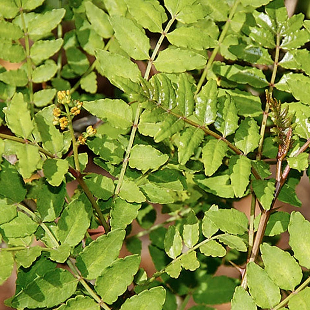 山椒の苗木 朝倉山椒 【果樹の苗 3～3.5号】