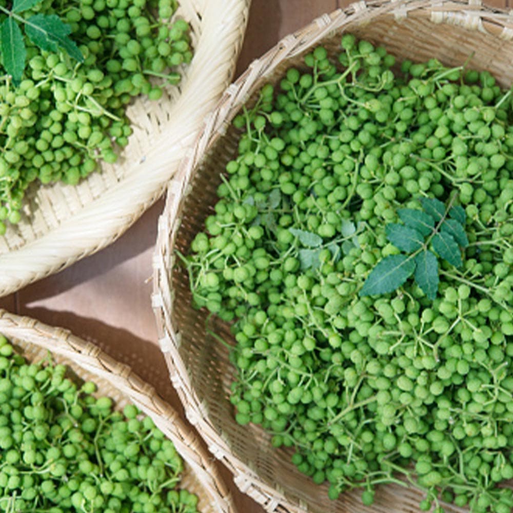 山椒の苗木 朝倉山椒 【果樹の苗 3～3.5号】