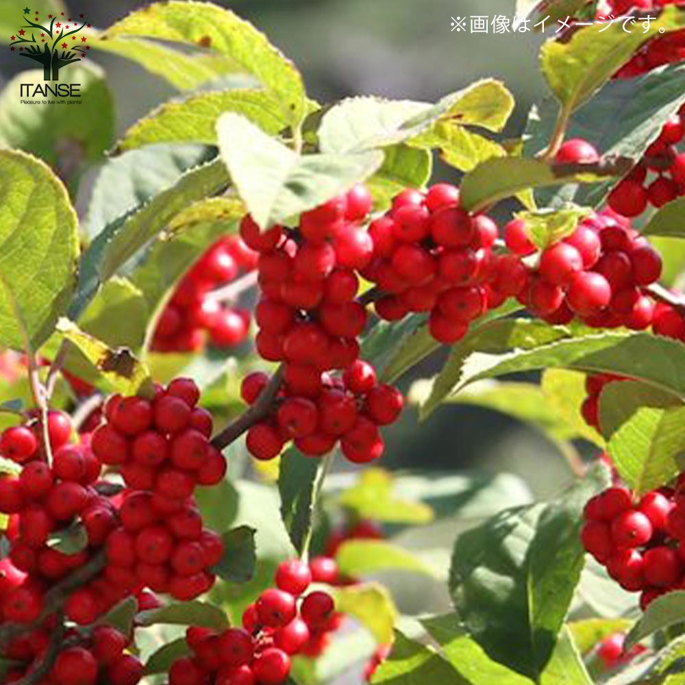 Itanse良品ｾﾚｸﾄ通販