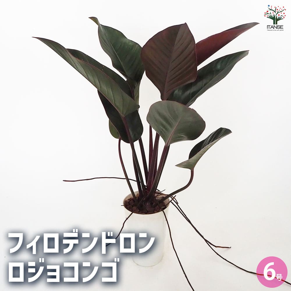 フィロデンドロン ロジョコンゴ 【観葉植物 6号／1個売り】｜ 【植物の