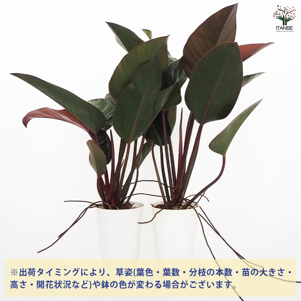 フィロデンドロン ロジョコンゴ 【観葉植物 6号/1個売り】