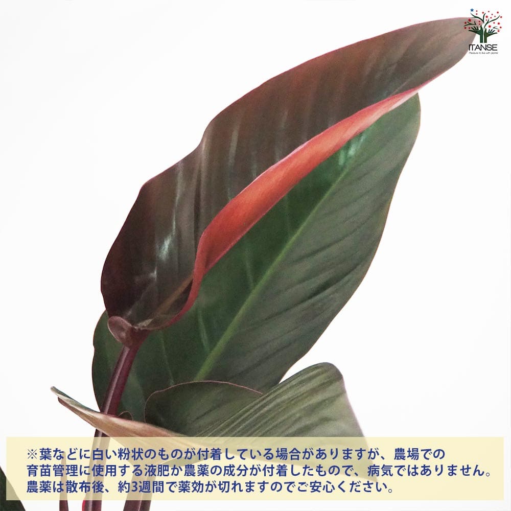 フィロデンドロン ロジョコンゴ 【観葉植物 6号/1個売り】