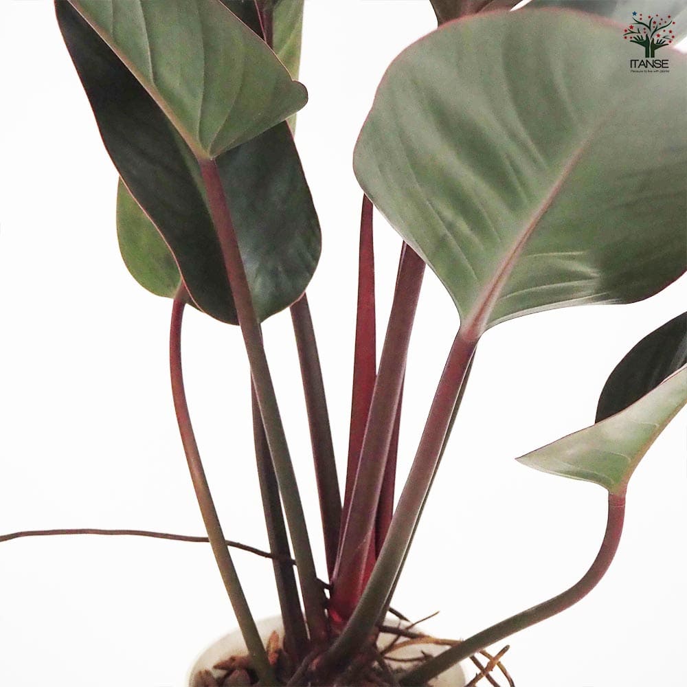 フィロデンドロン ロジョコンゴ 【観葉植物 6号/1個売り】