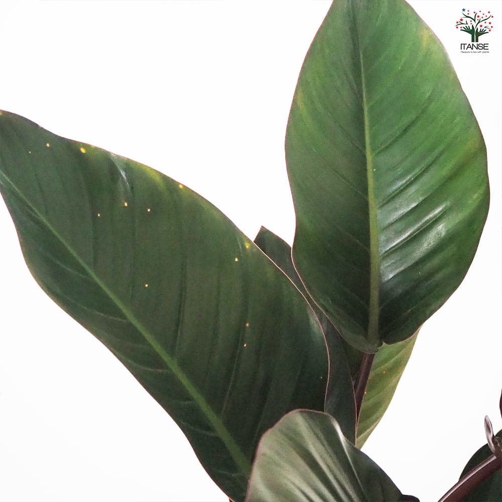 フィロデンドロン ロジョコンゴ 【観葉植物 6号/1個売り】