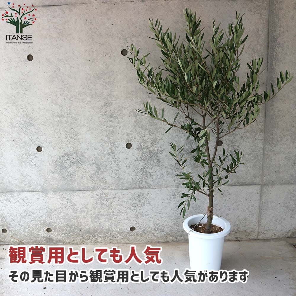 オリーブの苗木 シプレッシーノ【果樹の苗木 7号白テーパード鉢/1個 オリーブの苗木 シプレッシーノ【果樹の苗木 7号白テーパード鉢/1個
