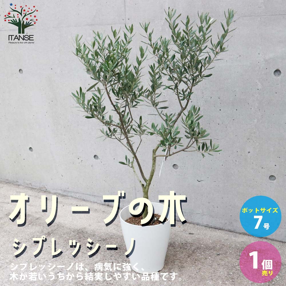 オリーブの木,た植物/観葉植物シプレッシーノ『綺麗な樹形。樹高約140㌢S オリーブの木,た植物/観葉植物 シプレッシーノ『綺麗な樹形