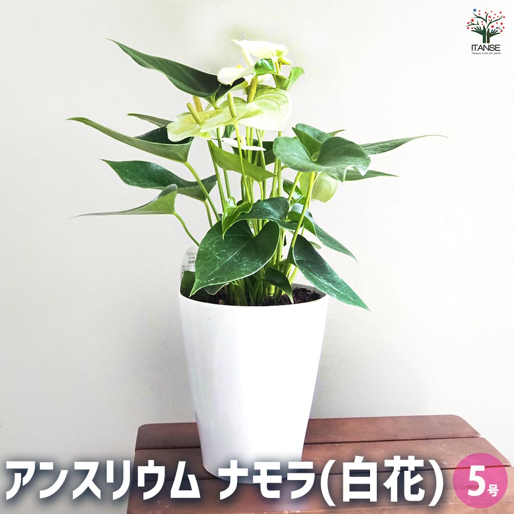 アンスリウム ナモラ 白花