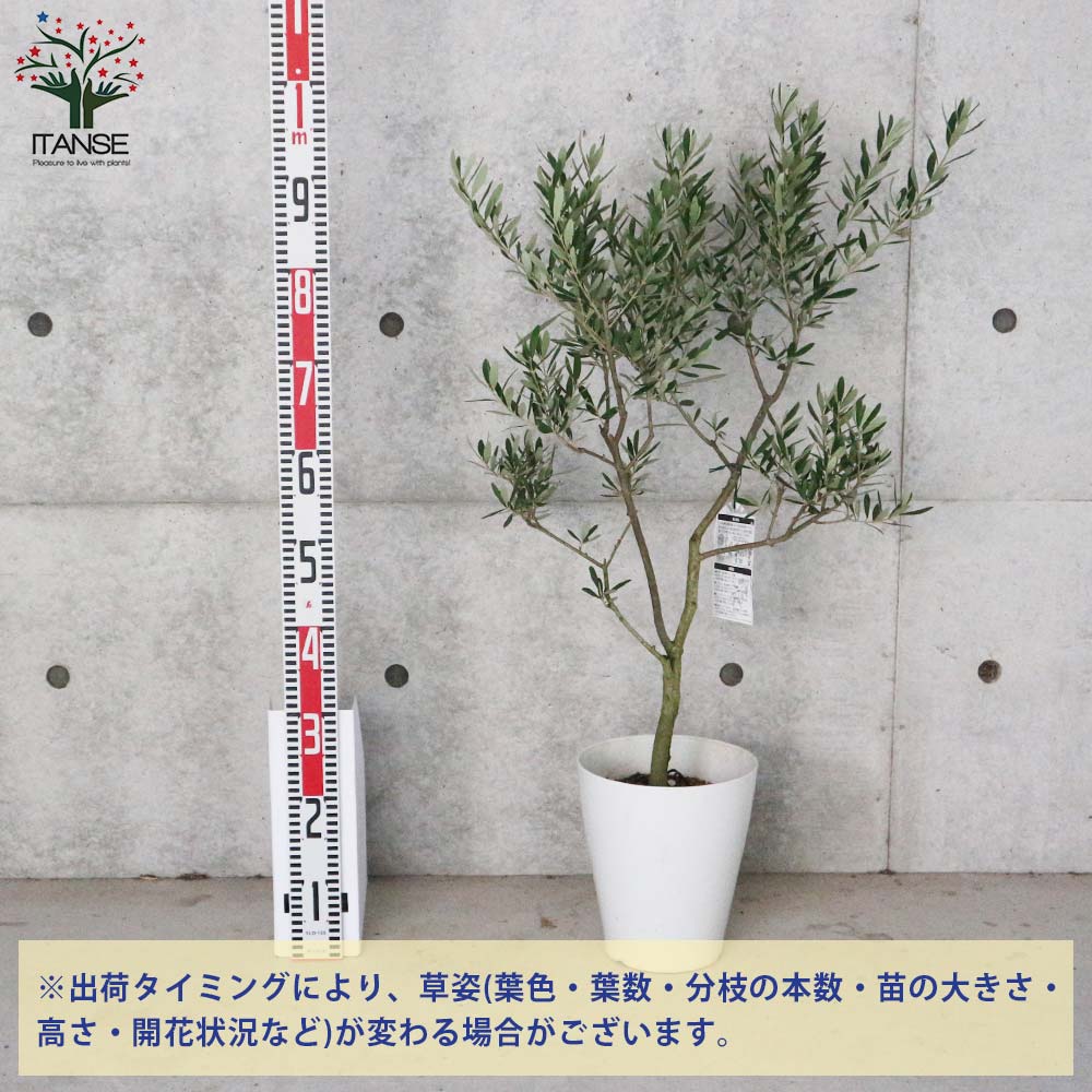 Itanse良品ｾﾚｸﾄ通販