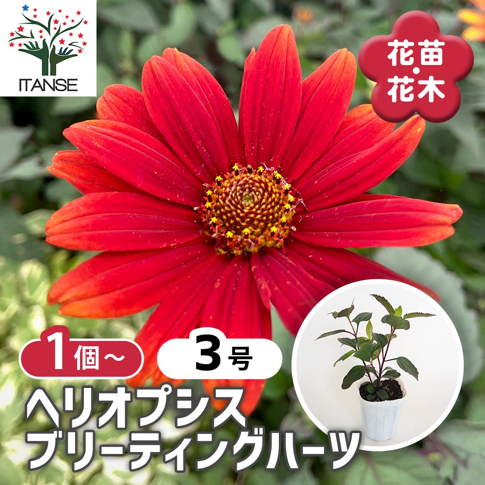 ヘリオプシス ブリーティングハーツ 【花苗 3号】｜ 【植物の