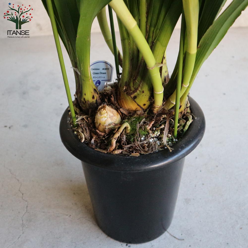 シンビジウム グリーンドリーム 【花苗 3本立 7号鉢 花苗／洋ラン／1個