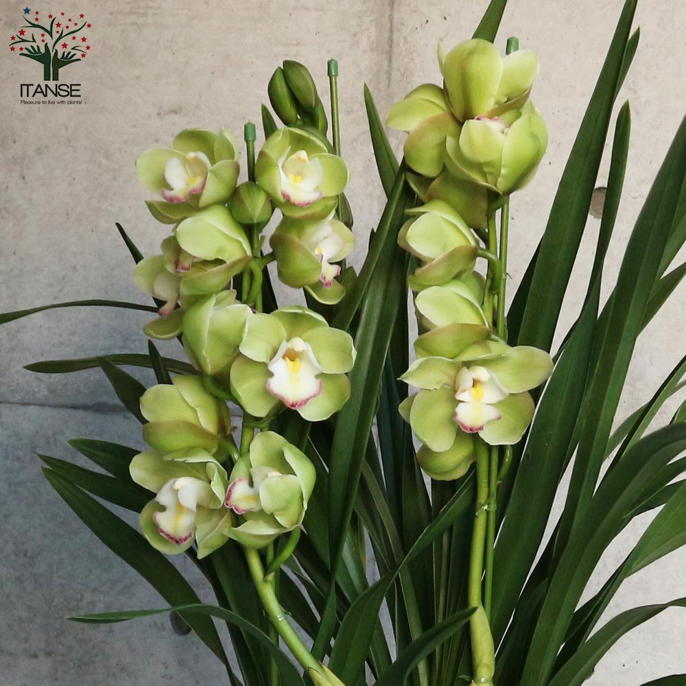 Itanse良品ｾﾚｸﾄ通販