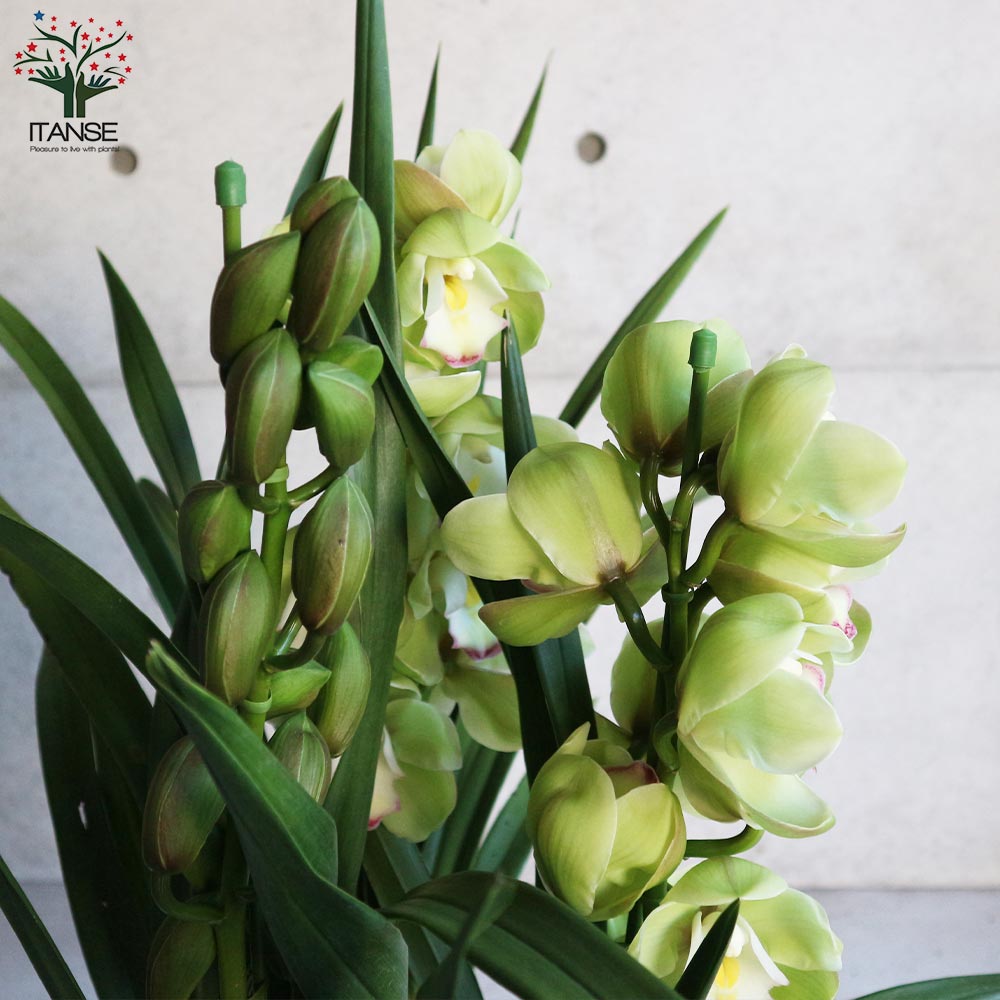 シンビジウム グリーンドリーム 【花苗 3本立 7号鉢 花苗／洋ラン／1個