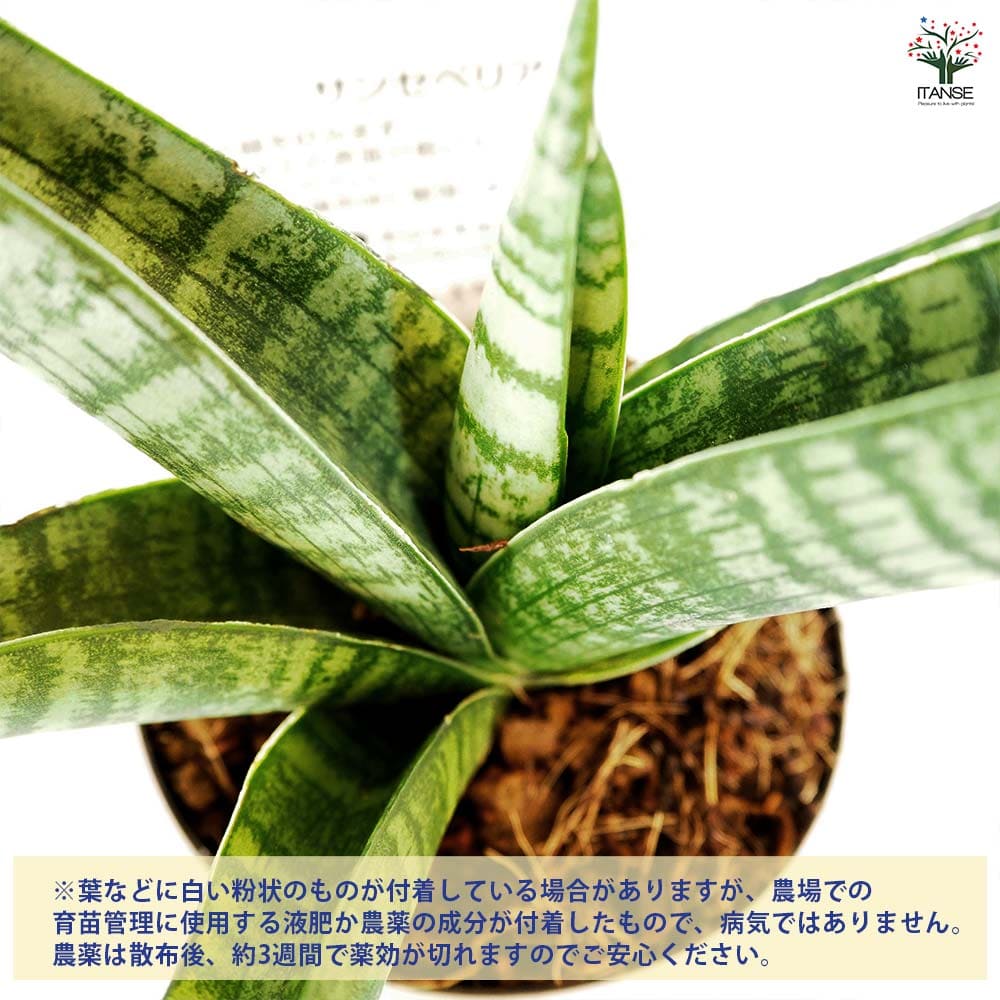 サンスベリア インディ 【観葉植物 3号／1個売り】｜ 【植物の