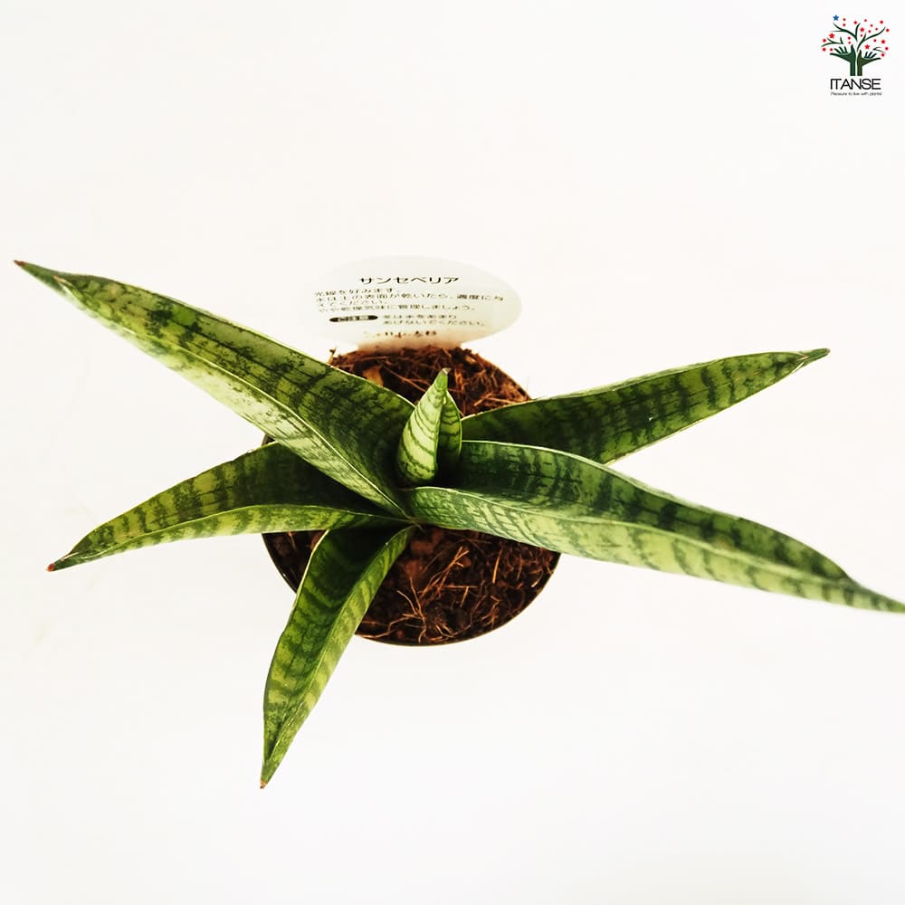 サンスベリア インディ 【観葉植物 3号／1個売り】｜ 【植物の