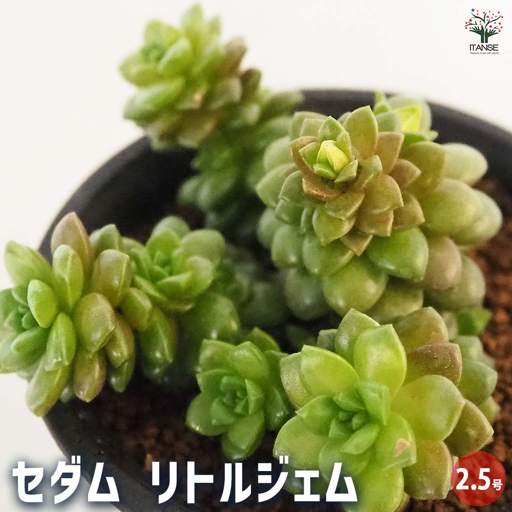 セダム リトルジェム 【多肉植物 2.5号／1個売り】｜ 【植物の