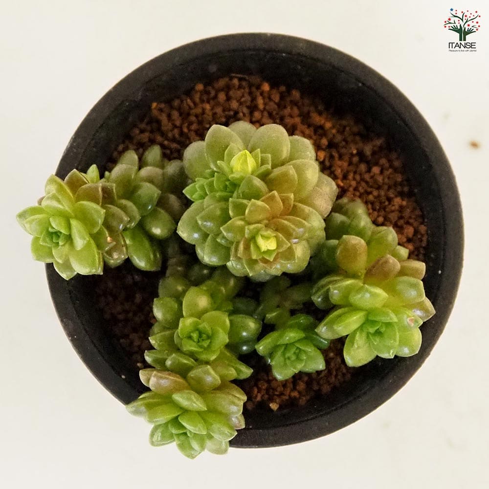 セダム リトルジェム 【多肉植物 2.5号／1個売り】｜ 【植物の