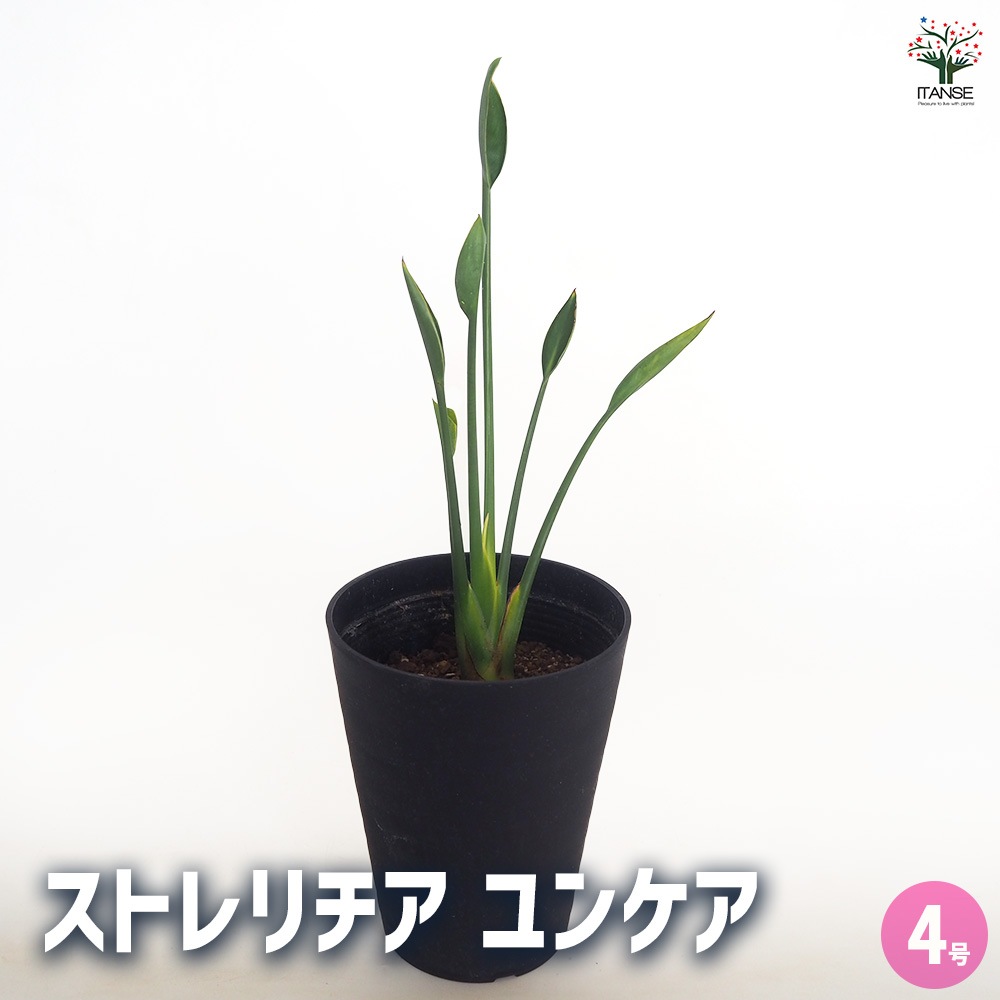 ストレリチア ユンケア 【観葉植物 4号／1個売り】｜ 【植物の