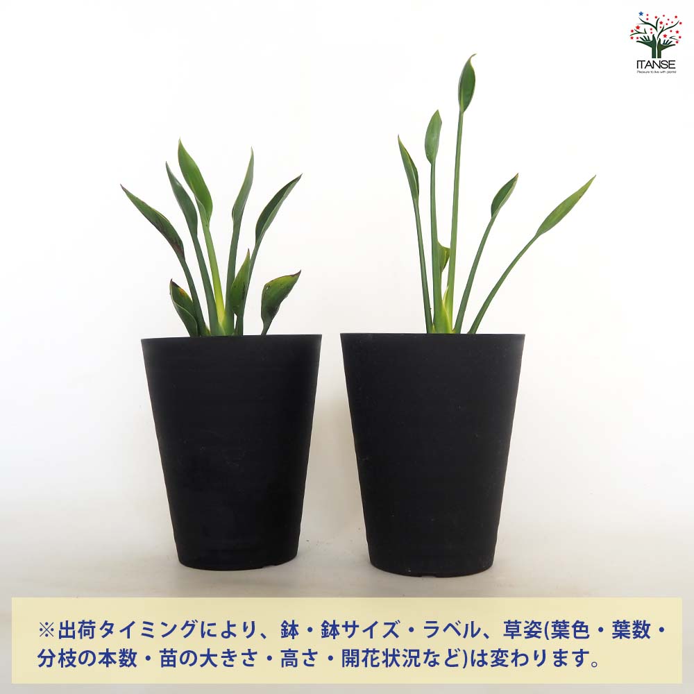 ストレリチア ユンケア 【観葉植物 4号／1個売り】