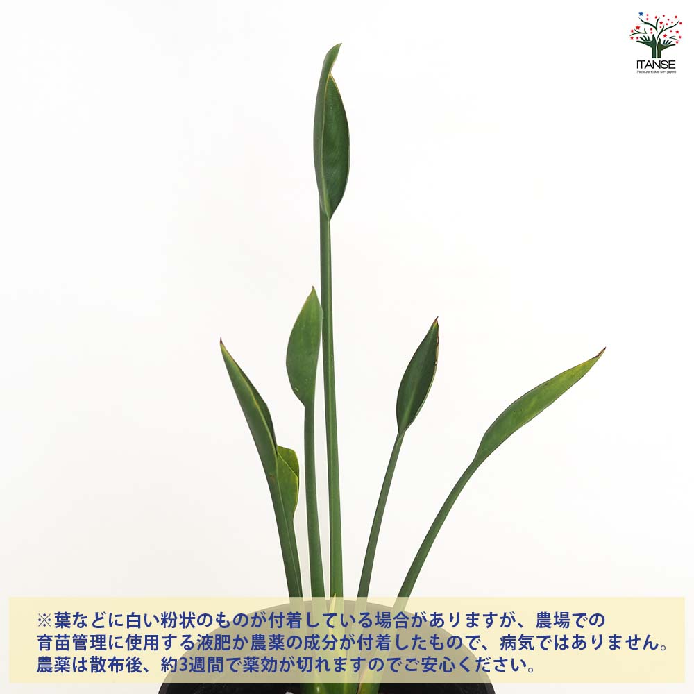 ストレリチア ユンケア 【観葉植物 4号／1個売り】