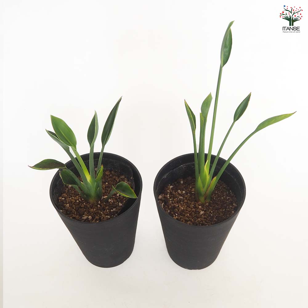 ストレリチア ユンケア 【観葉植物 4号／1個売り】