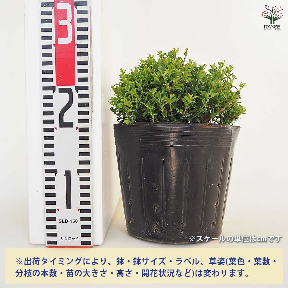 キンメツゲ 【花木苗 6号／1個売り】｜ 【植物のITANSE】全品