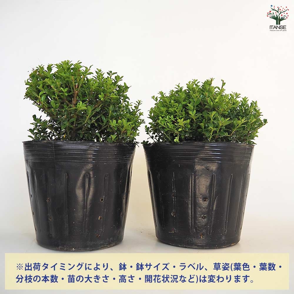 キンメツゲ 【花木苗 6号／1個売り】｜ 【植物のITANSE】全品