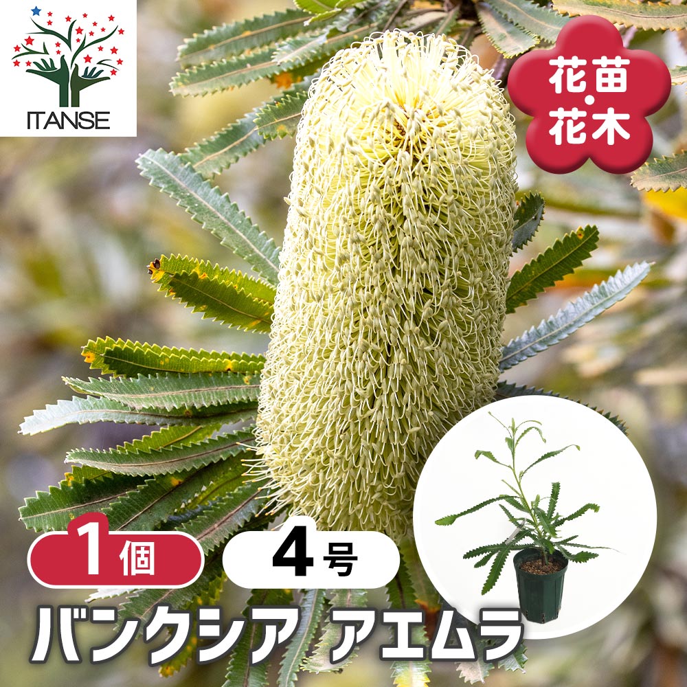 バンクシア アエムラ 【花木苗 4号／1個売り】｜ 【植物のITANSE