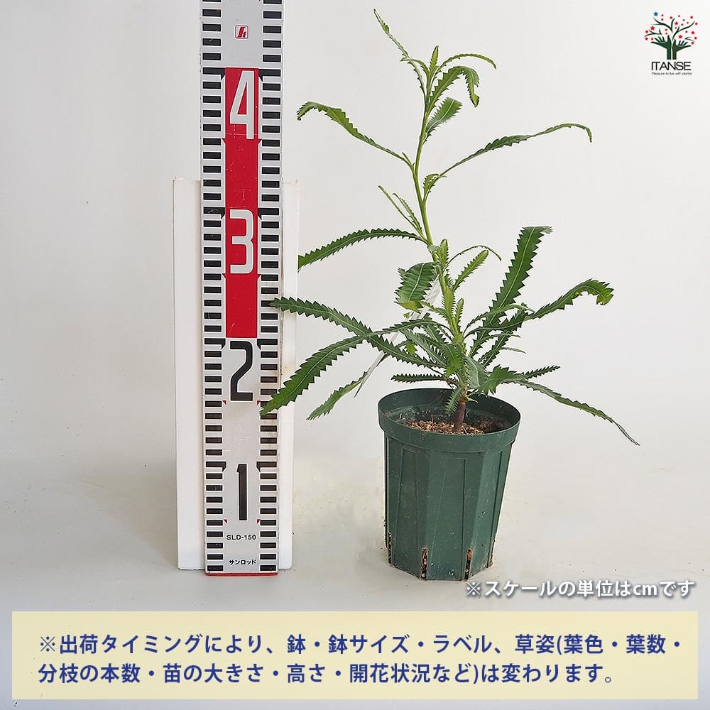 バンクシア アエムラ 【花木苗 4号／1個売り】｜ 【植物のITANSE