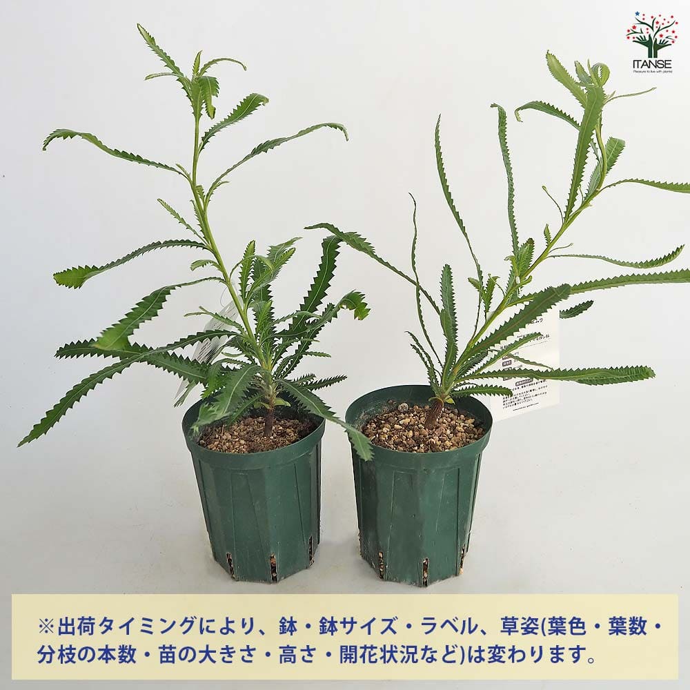 バンクシア アエムラ 【花木苗 4号／1個売り】｜ 【植物のITANSE