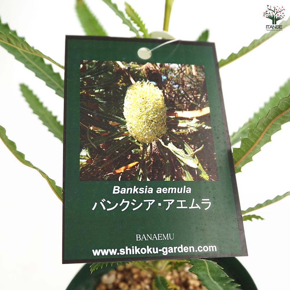 バンクシア アエムラ 【花木苗 4号／1個売り】｜ 【植物のITANSE