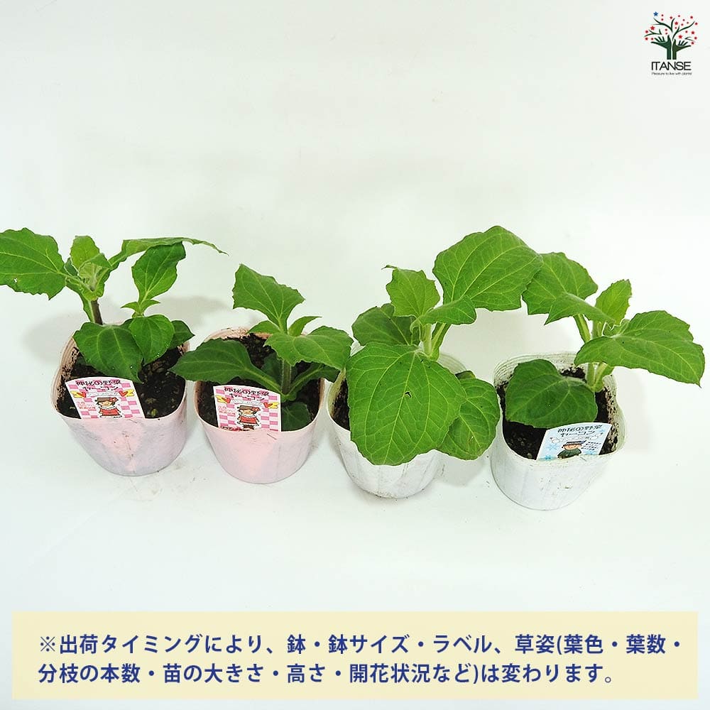 ヤーコンの苗 アンデスの雪＆乙女 各2個～ 【野菜の苗 3.5号】