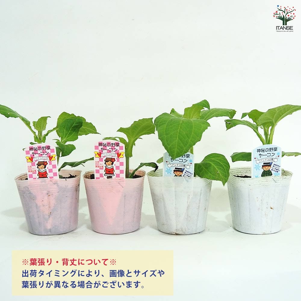 ヤーコンの苗 アンデスの雪＆乙女 各2個～ 【野菜の苗 3.5号】