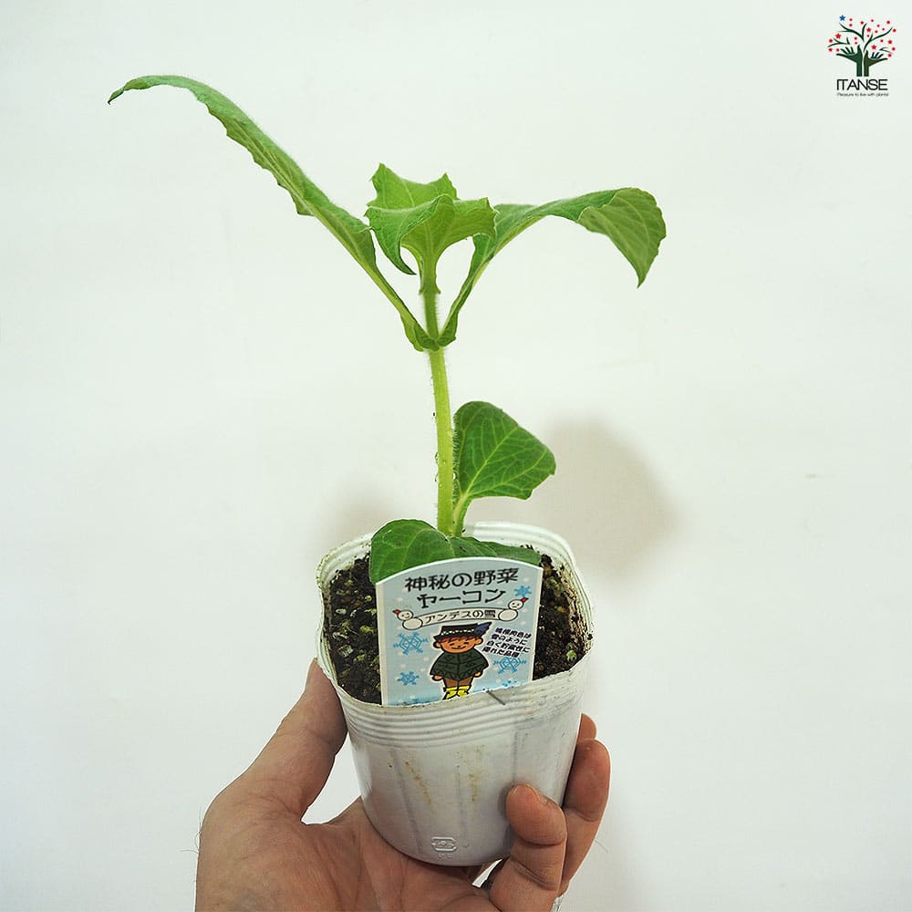 ヤーコンの苗 アンデスの雪＆乙女 各2個～ 【野菜の苗 3.5号】