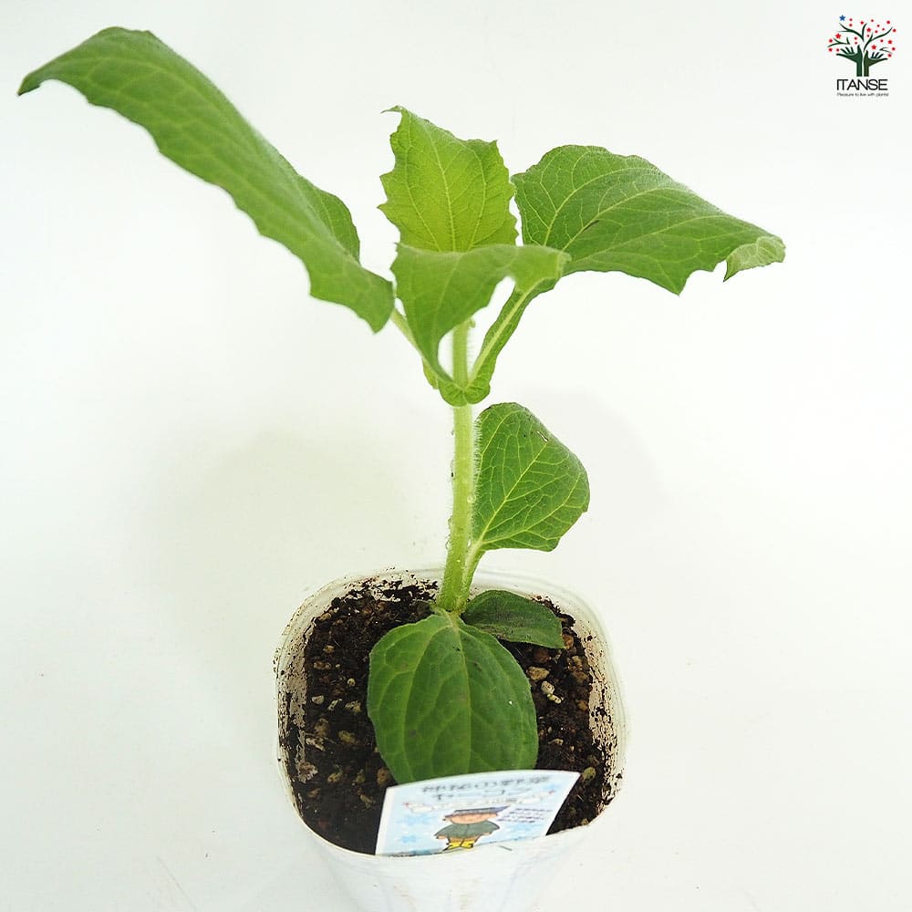 ヤーコンの苗 アンデスの雪＆乙女 各2個～ 【野菜の苗 3.5号】